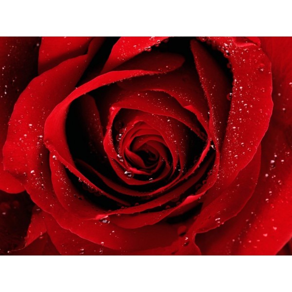 Incenso alla ROSA profumato extra in grani 