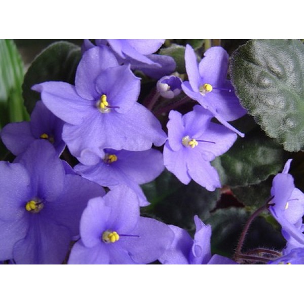 Incenso alla VIOLETTA in grani 