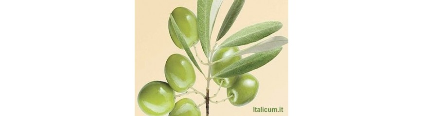 Olio aromatizzato e spezie
