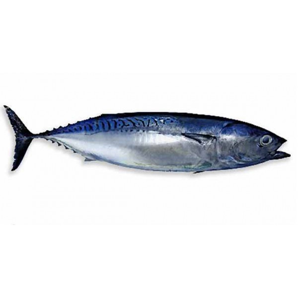 Tonno Tombarello in olio di oliva lattina 300 gr. 
