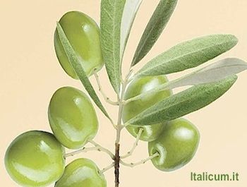 Olio aromatizzato e spezie